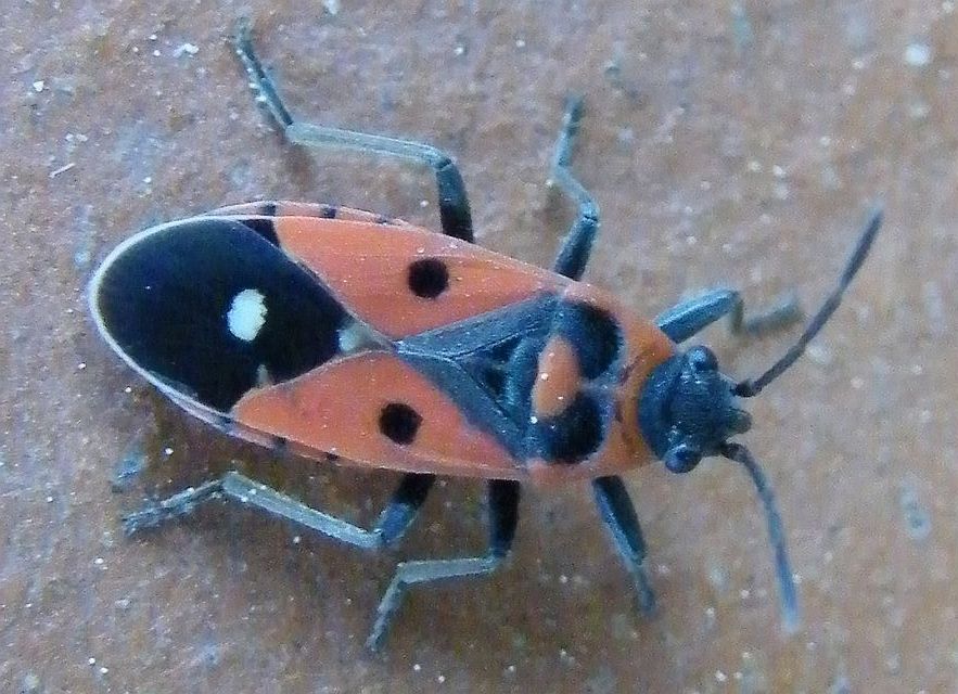Lygaeidae: Melanocoryphus albomaculatus di Sardegna